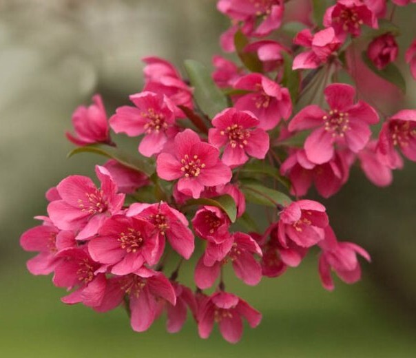 French Wild Apple Tree | Premium Seeds | Malus sylvestris ‘Spring’ | Plants’®