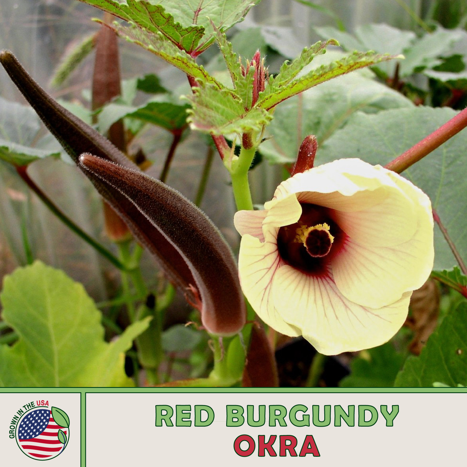 100 Red Burgundy Okra Seeds, Heirloom, Ornamental, Non-GMO, Genuine USA