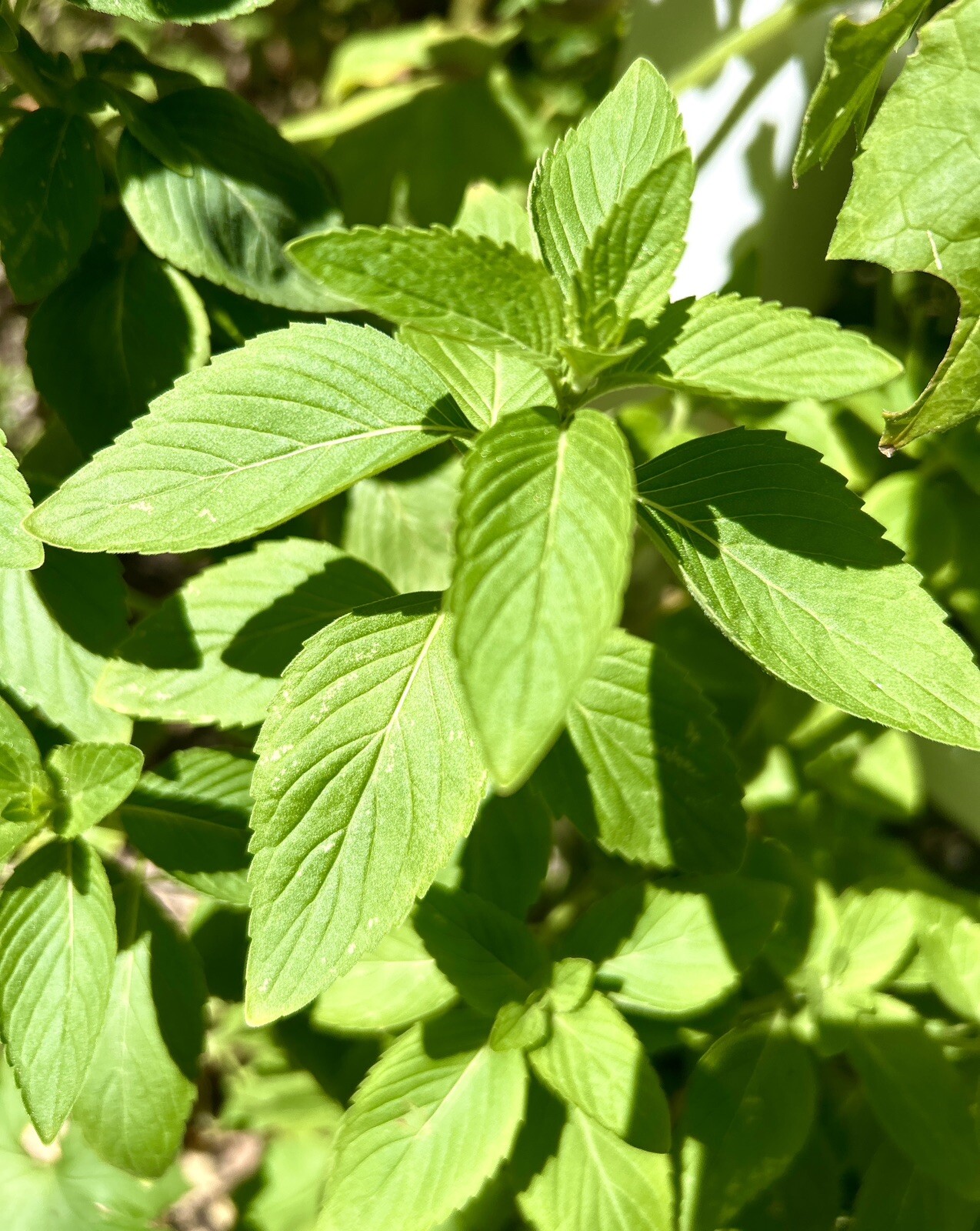 Corn Mint, Field Mint, Mentha Arvensis – 10 Bare Root Plants – USA