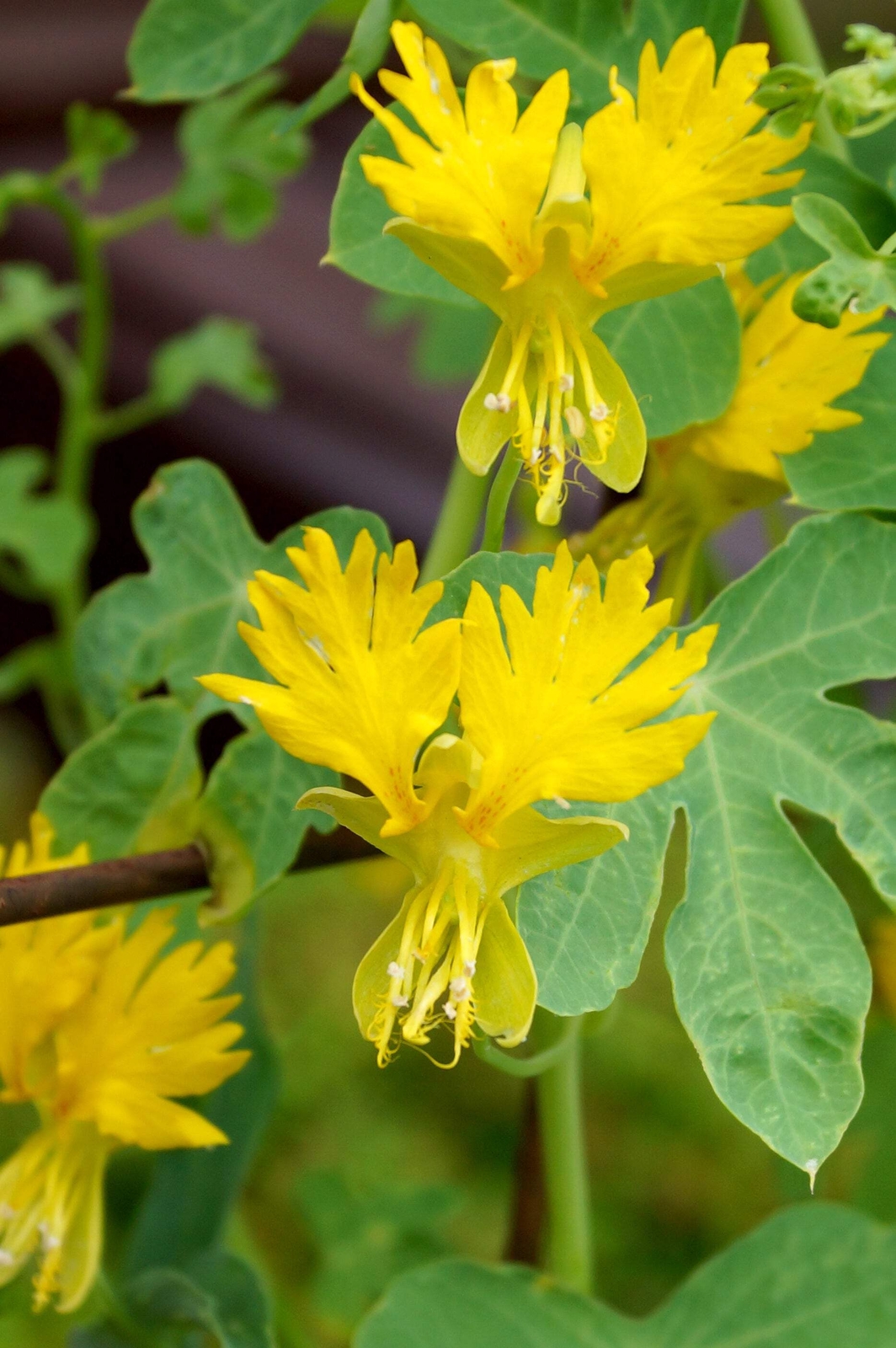 10 CANARY CREEPER NASTURTIUM Vine Tropaeolum Peregrinum Yellow Bird Flower Seeds