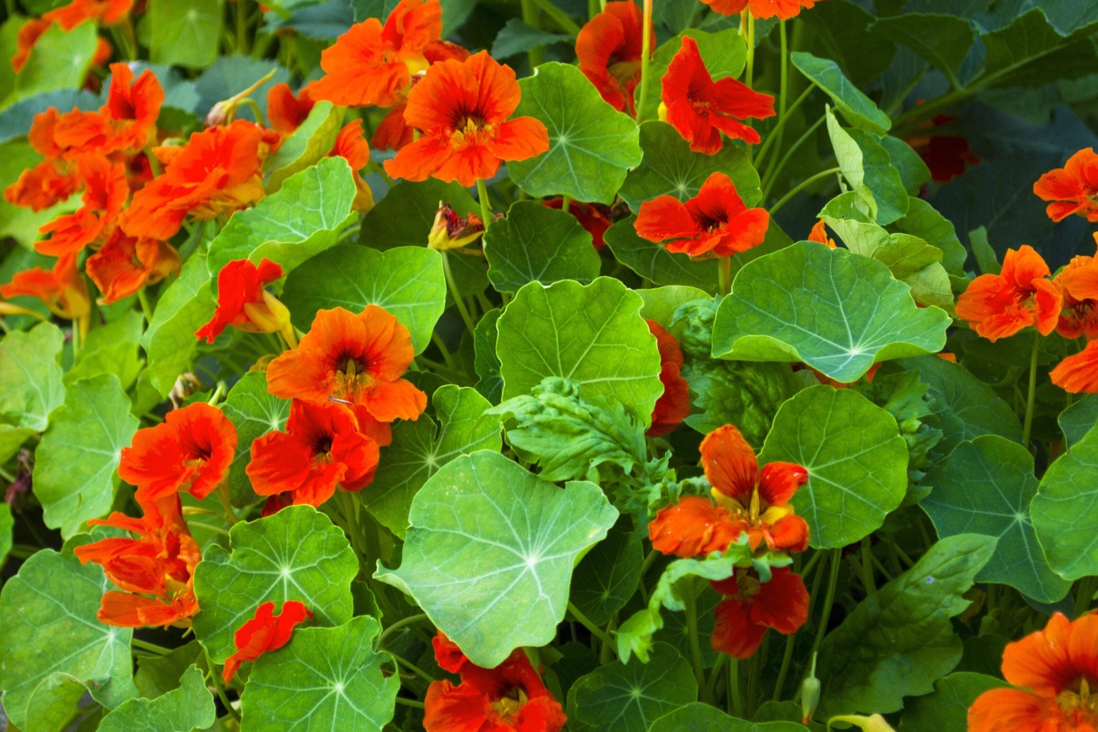 25 Dwarf RED EMPRESS NASTURTIUM Tropaeolum Nanum Hummingbird Flower Seeds