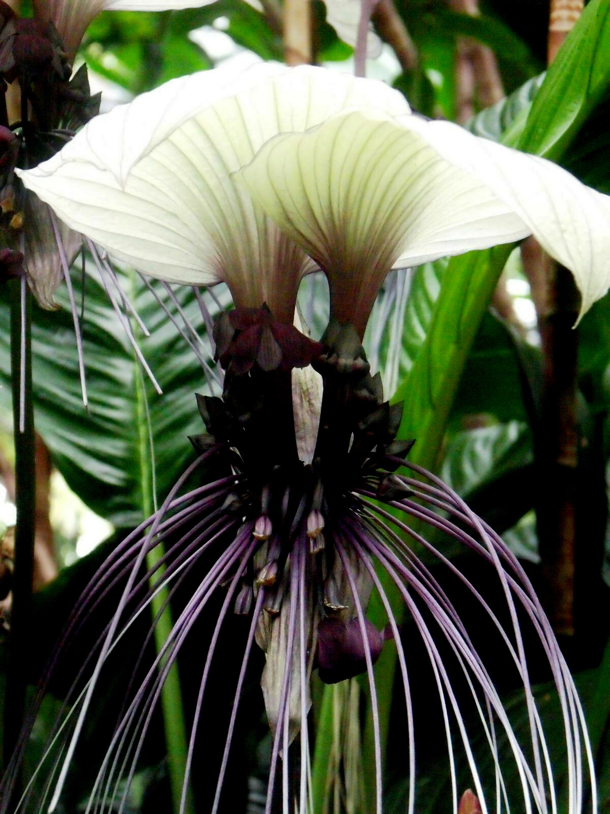 10 White Bat Orchid Flower Seeds (Tacca Integrifolia) Exotic Tropical Houseplant