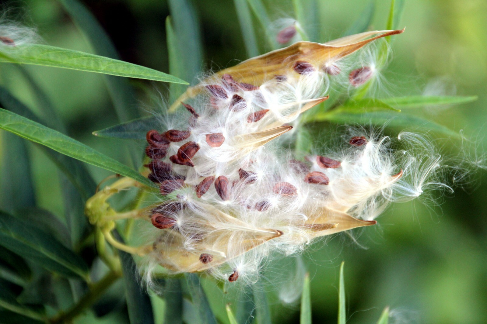 50+ Butterfly Weed Seed, Asclepias Tuberosa, FOR BUTTERFLIES AND HUMMINGBIRDS