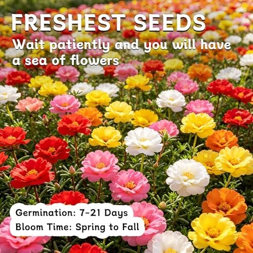 40,000+ Moss Rose Seeds – Non-GMO Bulk Flower Seeds for Outdoor Planting, Mixed