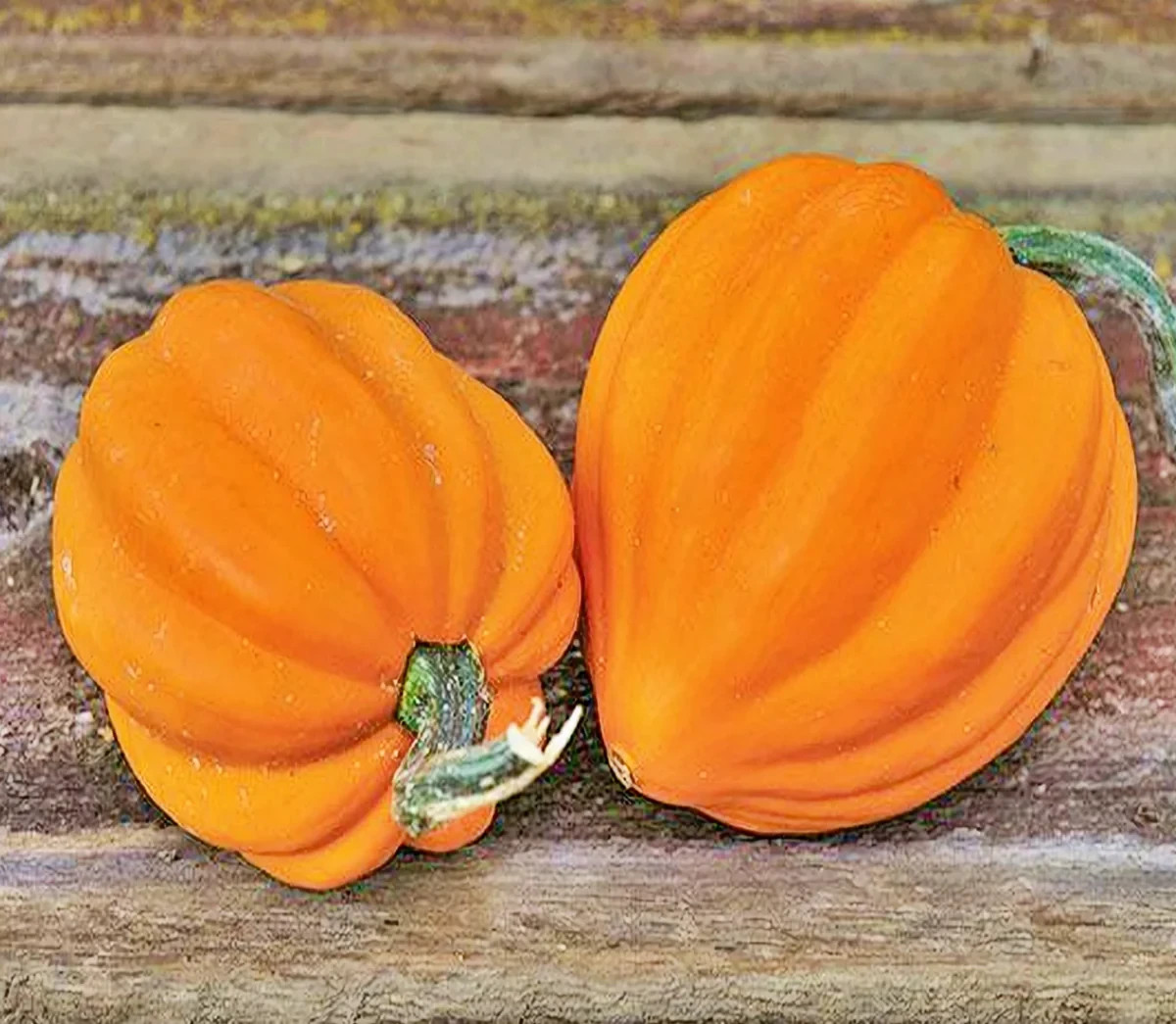 Table Gold Acorn Winter Squash Seeds, NON-GMO, Variety Size Packets, FREE SHIP