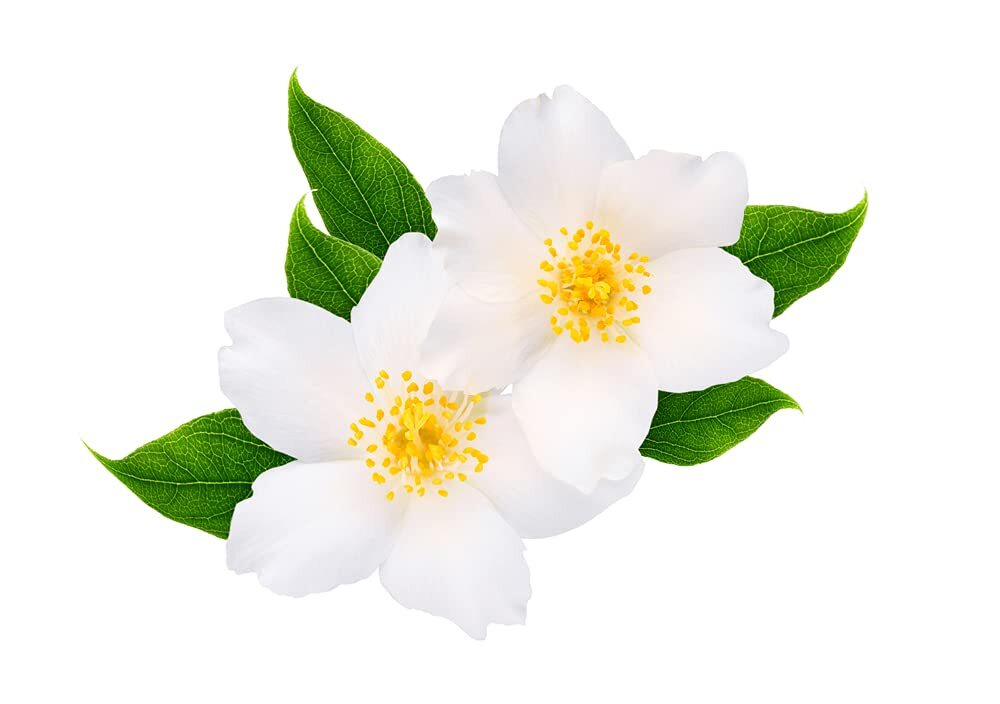 Bonsai White Jasmine Tree Seeds – 25 Seeds – Vibrant White Flowers, Easy to Grow