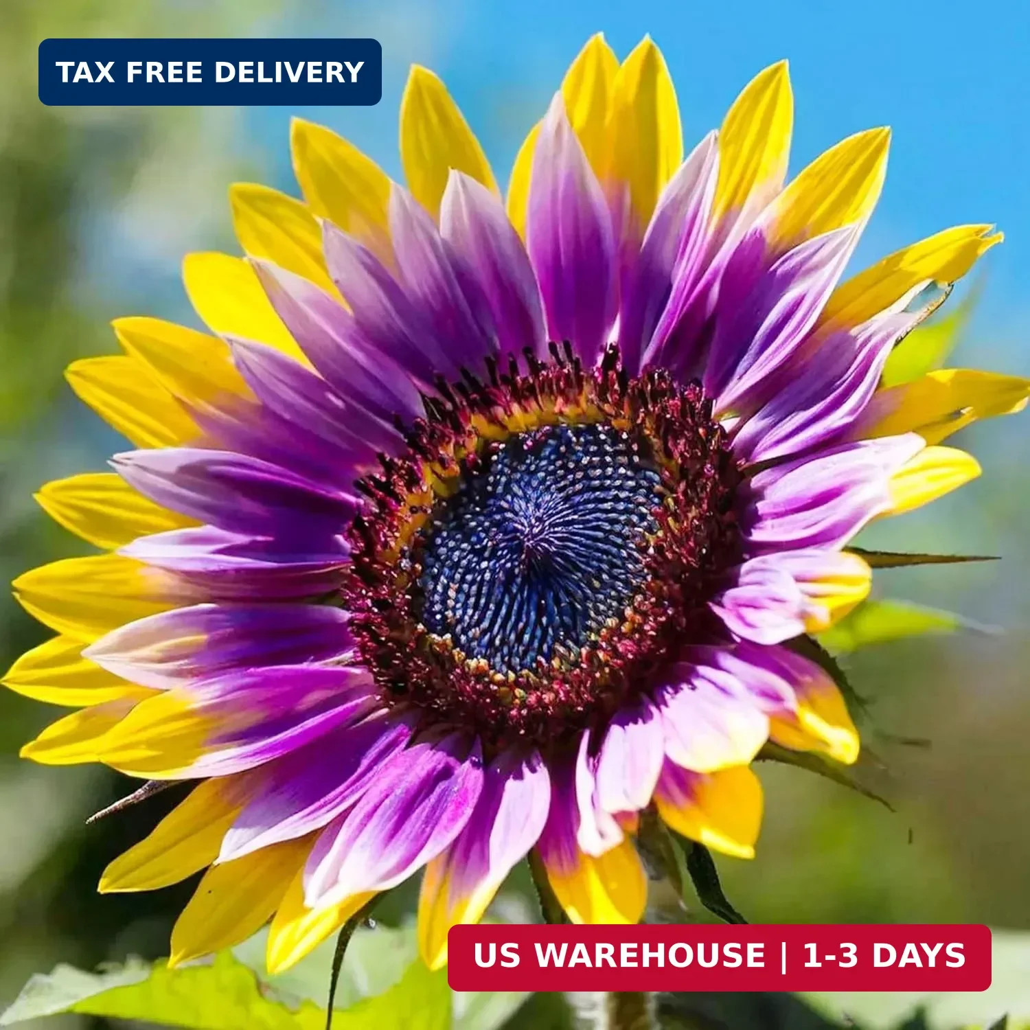 480+ Perennial Sunflower Flower Seeds for Planting Attracts Butterflies & Bees H