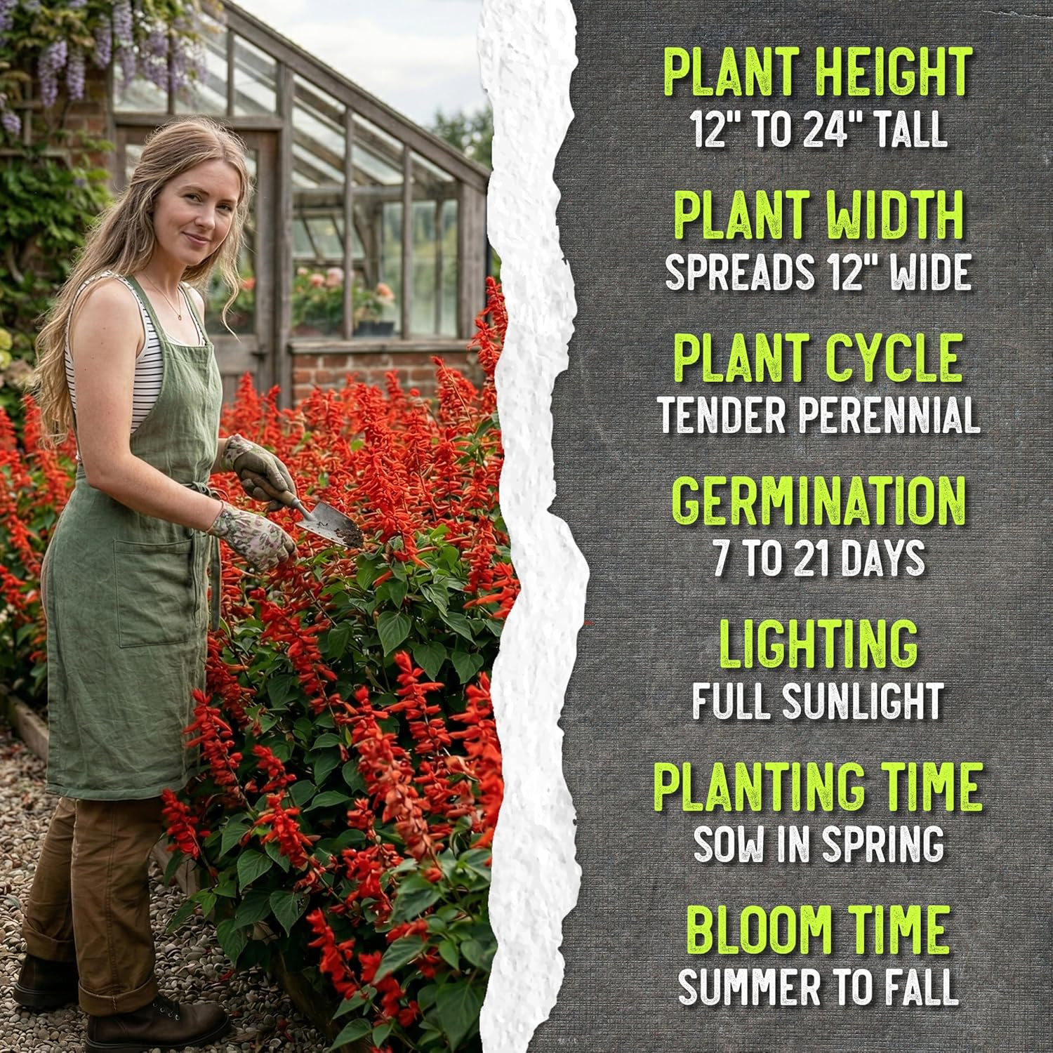, Scarlet Red Sage Seeds – 800 Heirloom Seeds for Planting Salvia Coccinea – Per