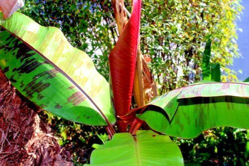 10 Red Tiger Darjeeling Banana Plant Tree Seeds (Musa sikkimensis) Hardy-Zone 5