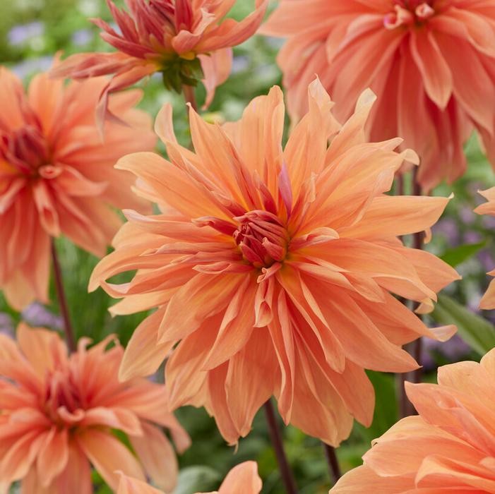 1 – Babylon Bronze Giant Dinnerplate Dahlia Flower Bulb Tuber