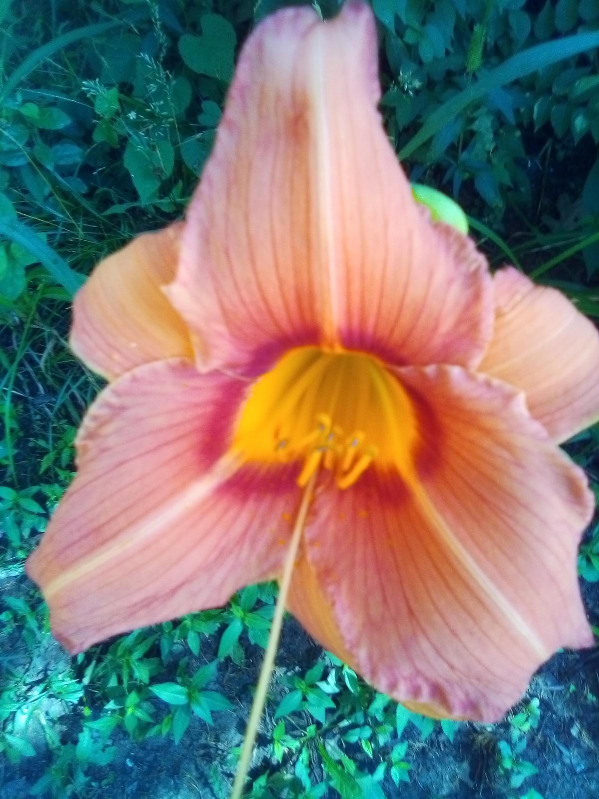 Daylily seeds ALL Kinds All Colors Perennial 35 plus seeds