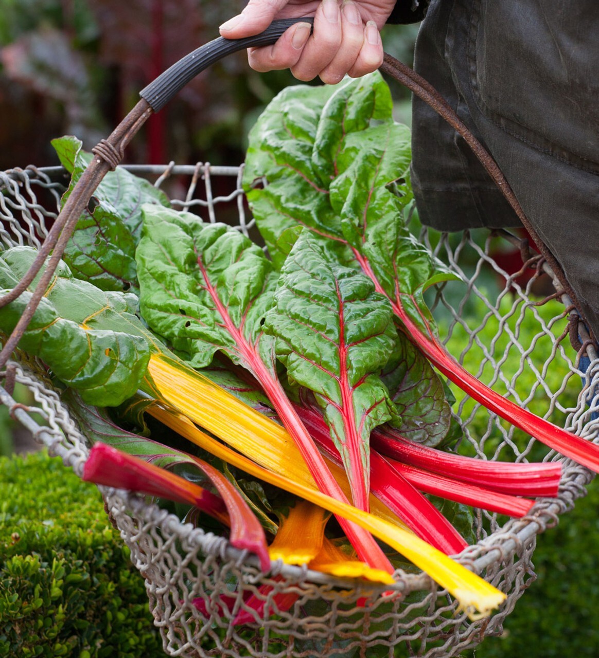 55 Organic Non-GMO Northern Lights Mix Swiss Chard Seeds- Seeds Of Tomorrow
