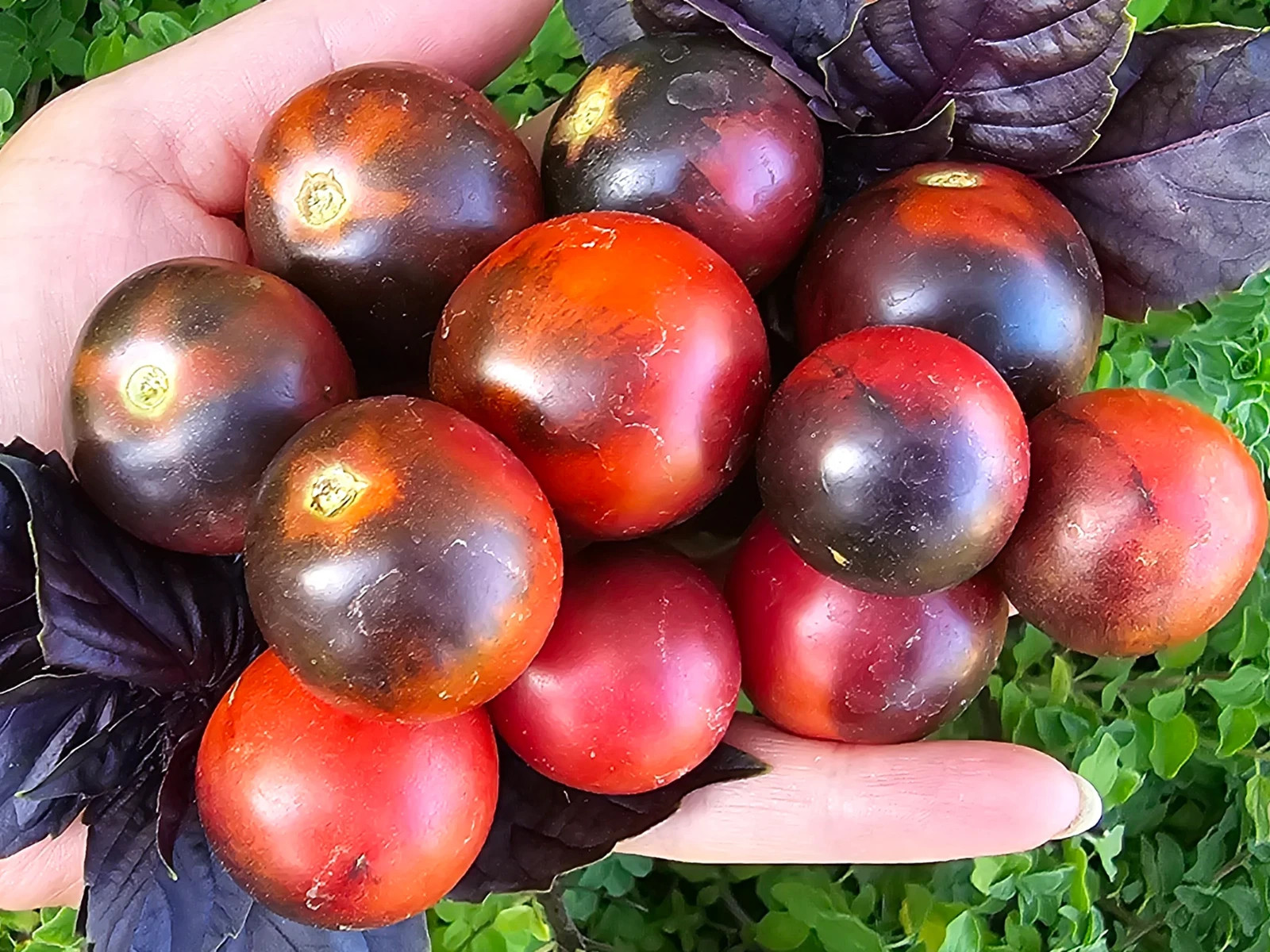 10 seeds Dwarf Mocha’s Cherry Tomato ORGANIC Rare Anthocyanin Variety