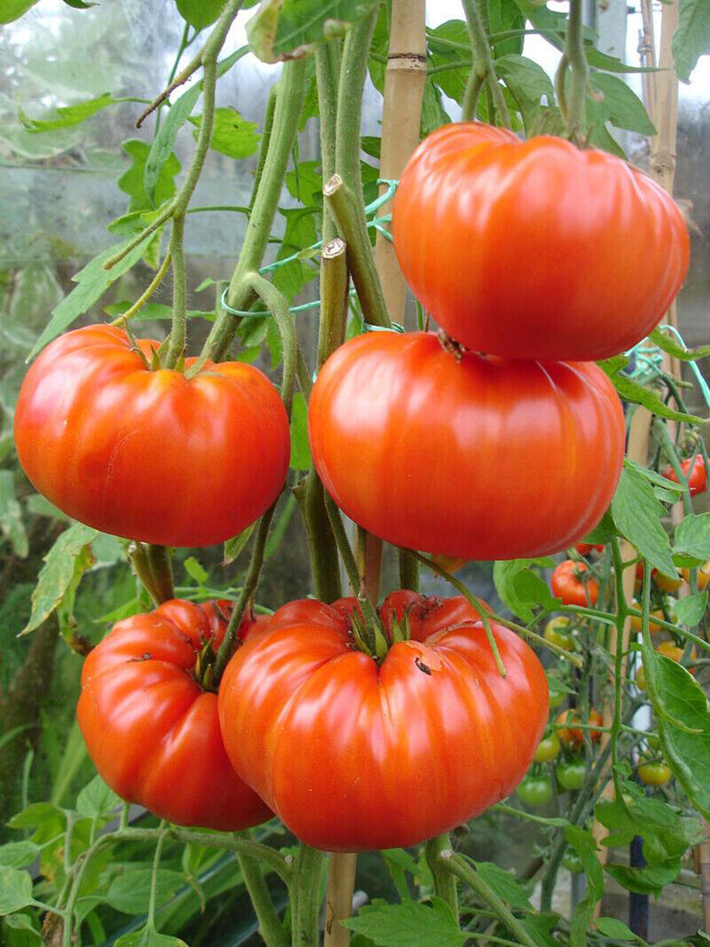 SCARBOROUGH SEEDS Beefsteak Tomato Seeds-ORGANIC -100 SEEDS-SAME DAY SHIPPING