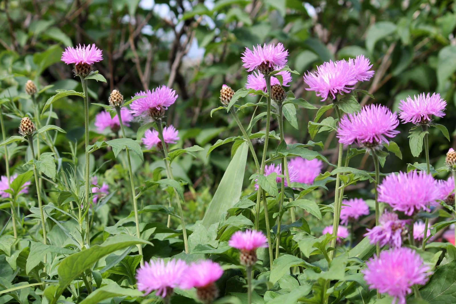500 MIXED SWEET SULTAN Imperialis Mix Amberboa Moschata Centaurea Flower Seeds