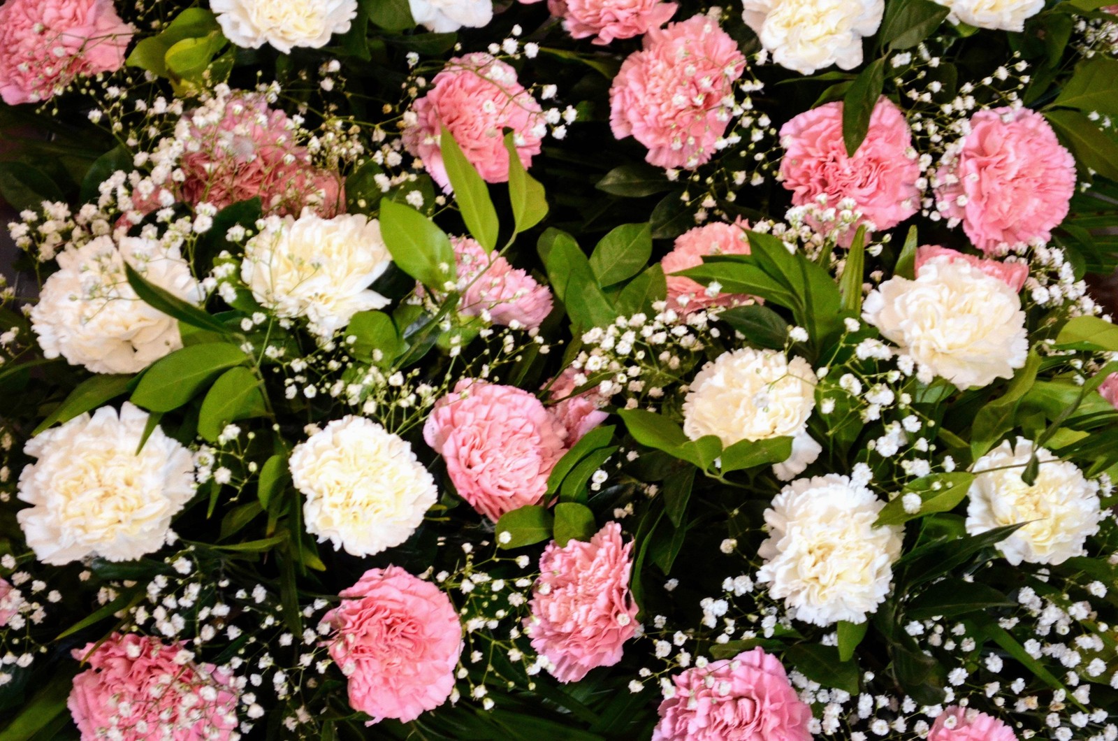 100 RAINBOW CARNATION Mix Mixed Colors Dianthus Caryophyllus Flower Seeds