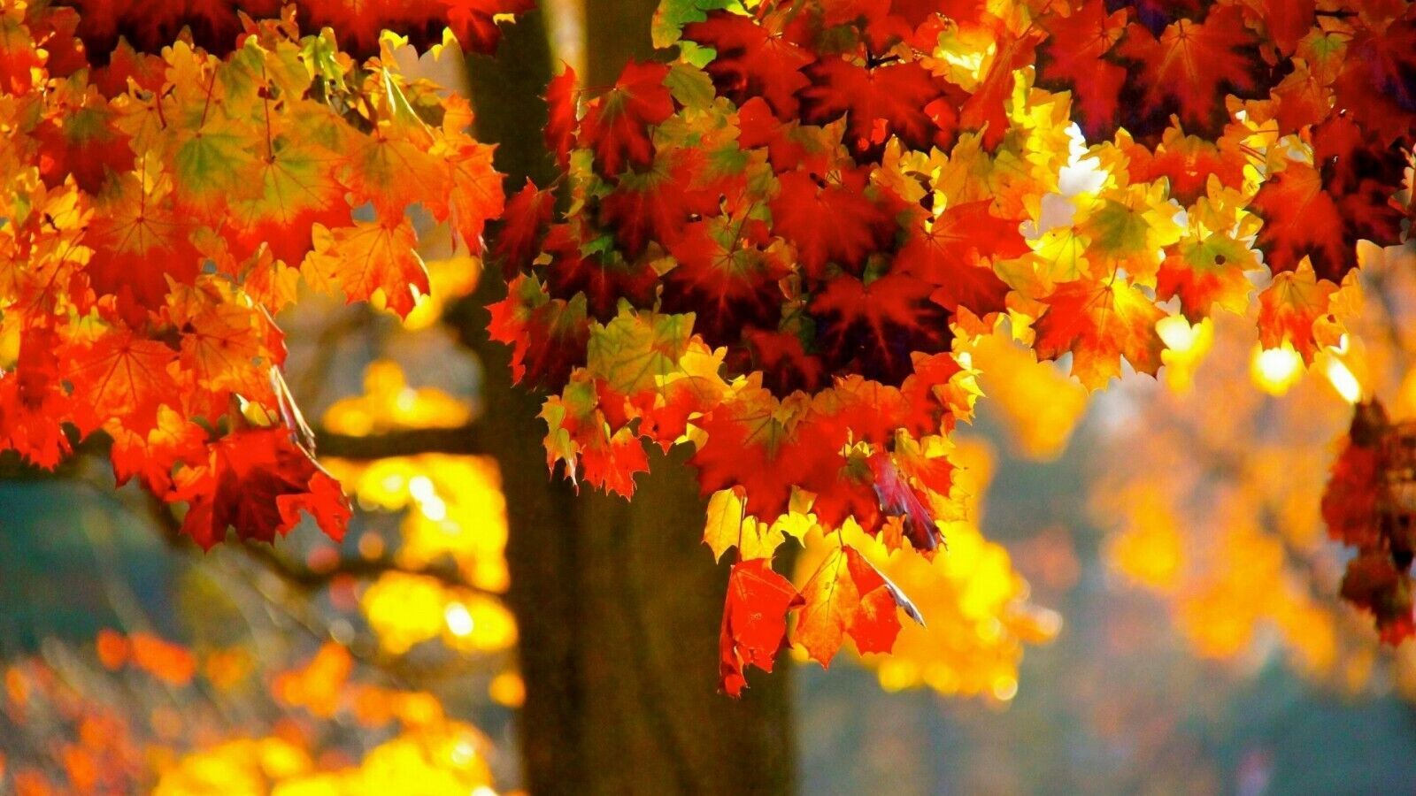FAST GROWING TREE SEEDS: Norway Maple (Acer Platanoides) Size:10-100 | US Seller