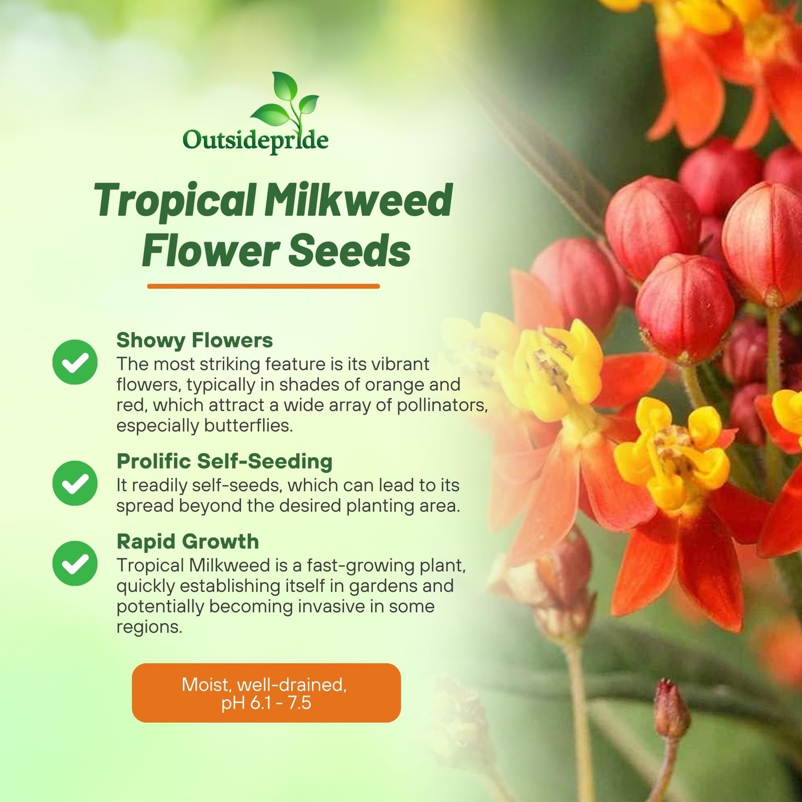Tropical Milkweed Seeds – 1000 Pcs , Heat & Humid Tolerant, Pollinator-Friend…