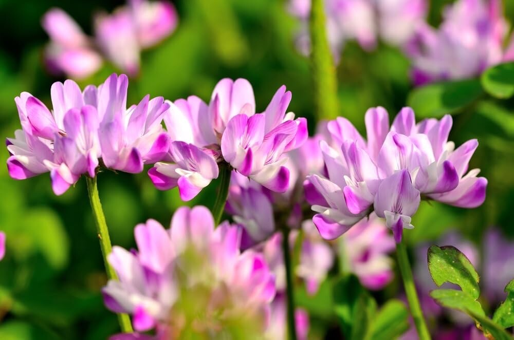 500 Chinese Milk Vetch Flower Seeds for Planting – Astragalus sinicus