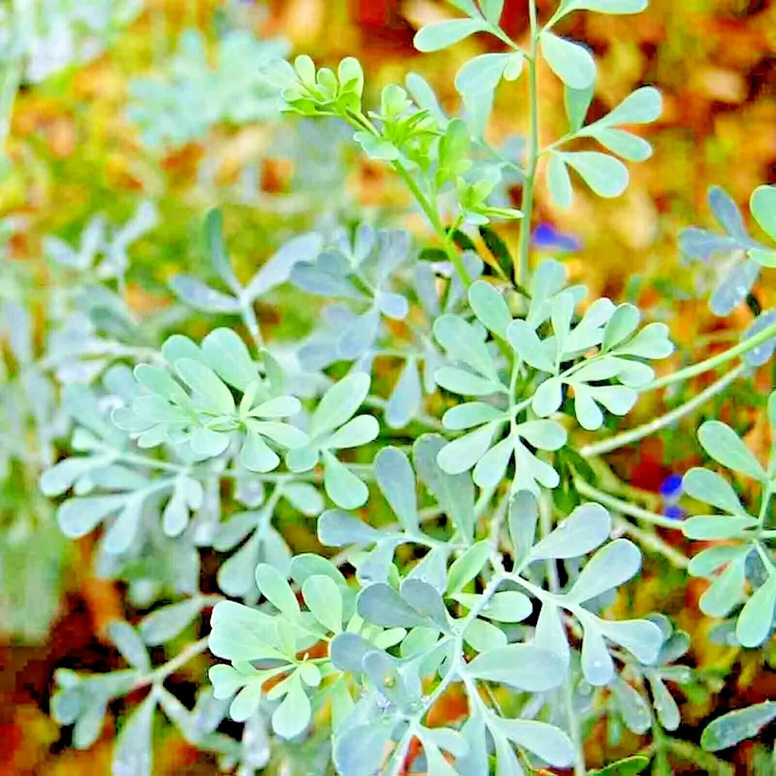 RUE 300+ SEEDS INSECT PEST REPELLENT SPRING HEIRLOOM HERBS FLEA MEDICINAL USA
