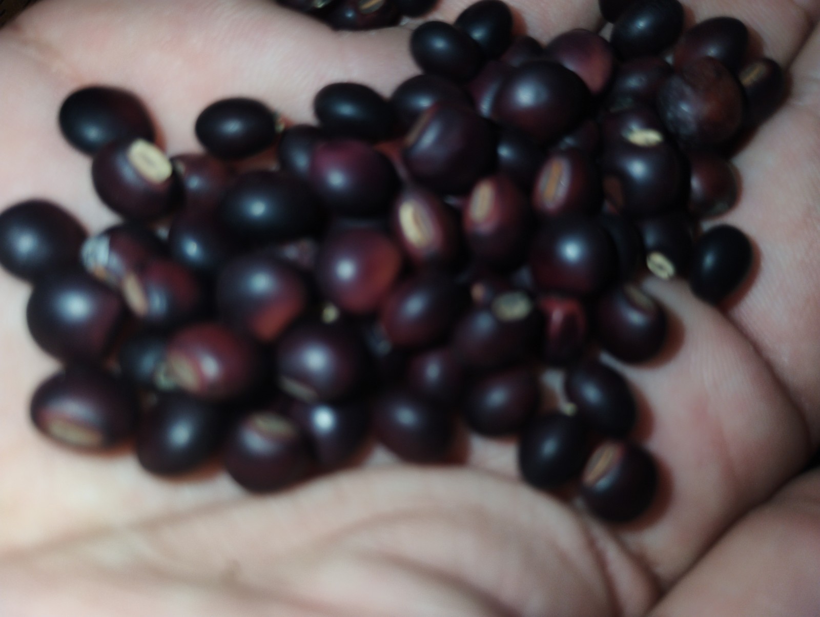 Pigeon Pea Seeds Cajanus Cajan (Red) 2oz Pack 200+ Seeds