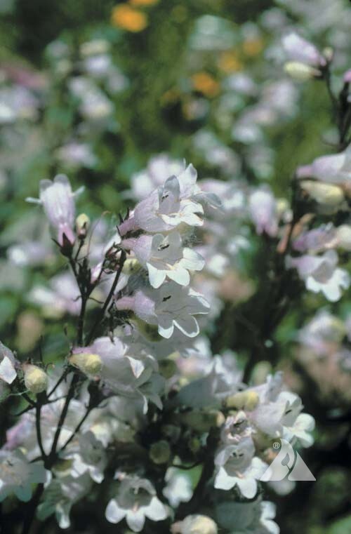 Penstemon SMOOTH WHITE Perennial Foxglove Beardtongue Native Non-GMO 1000 Seeds!