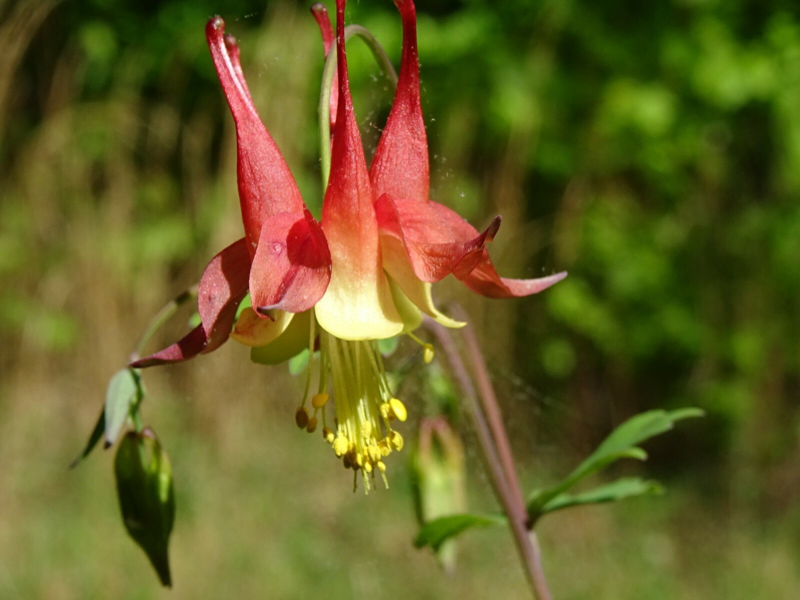 Eastern Red Columbine Aquilegia canadensis Native Perennial 50 seeds Hummingbird