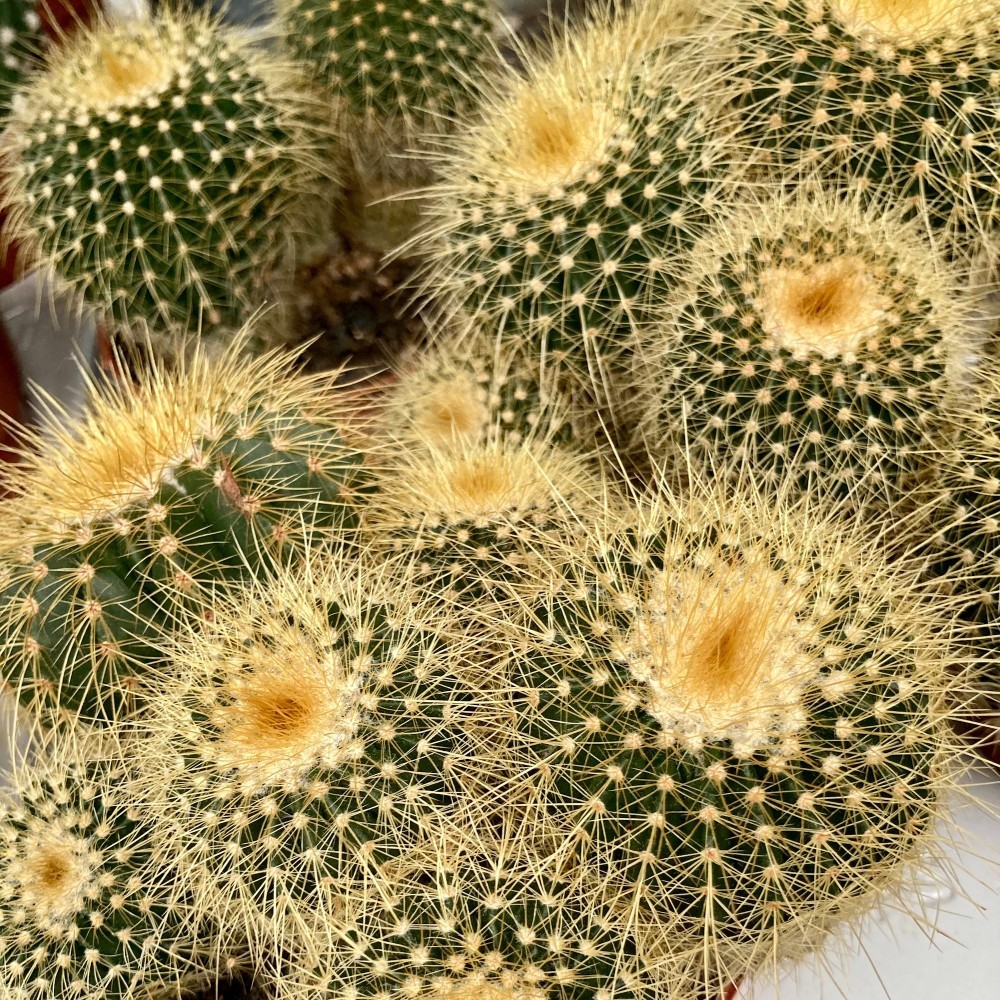Eriocactus Leninghausii aka Golden Torch Cactus 5 Seeds Free Shipping!