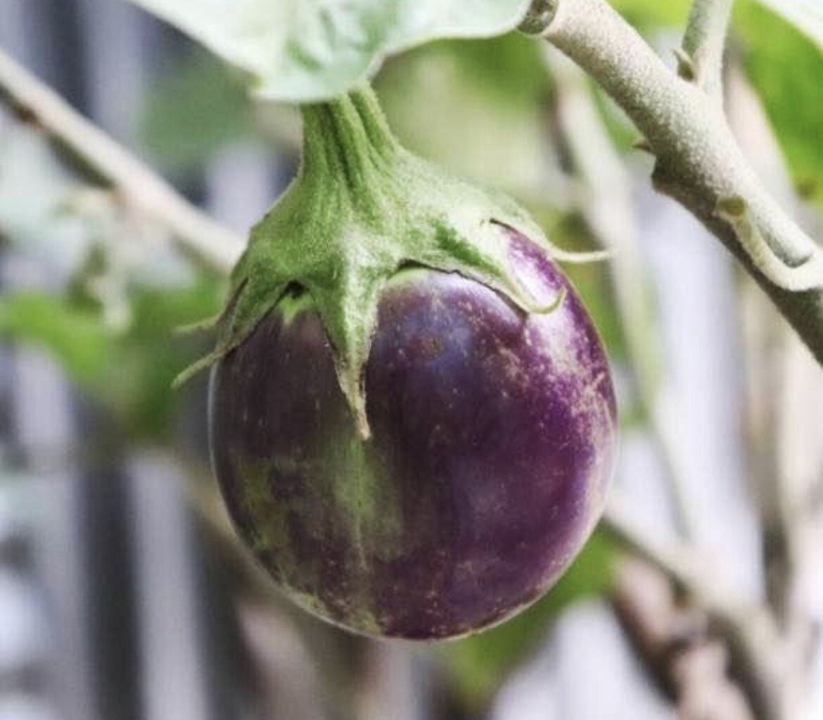 10 packets ASIAN VEGETABLE SEEDS Bundle Non GM0 Heirloom