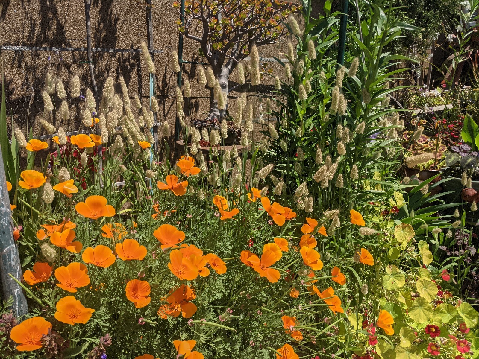 California “Gold Rush” Poppies (100+ SEEDS) Eschscholzia. USA Grown 2023 CROP