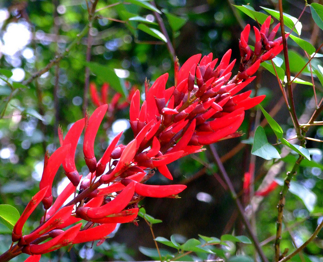 Coral Tree, Erythrina corallodendron, Tree Seeds