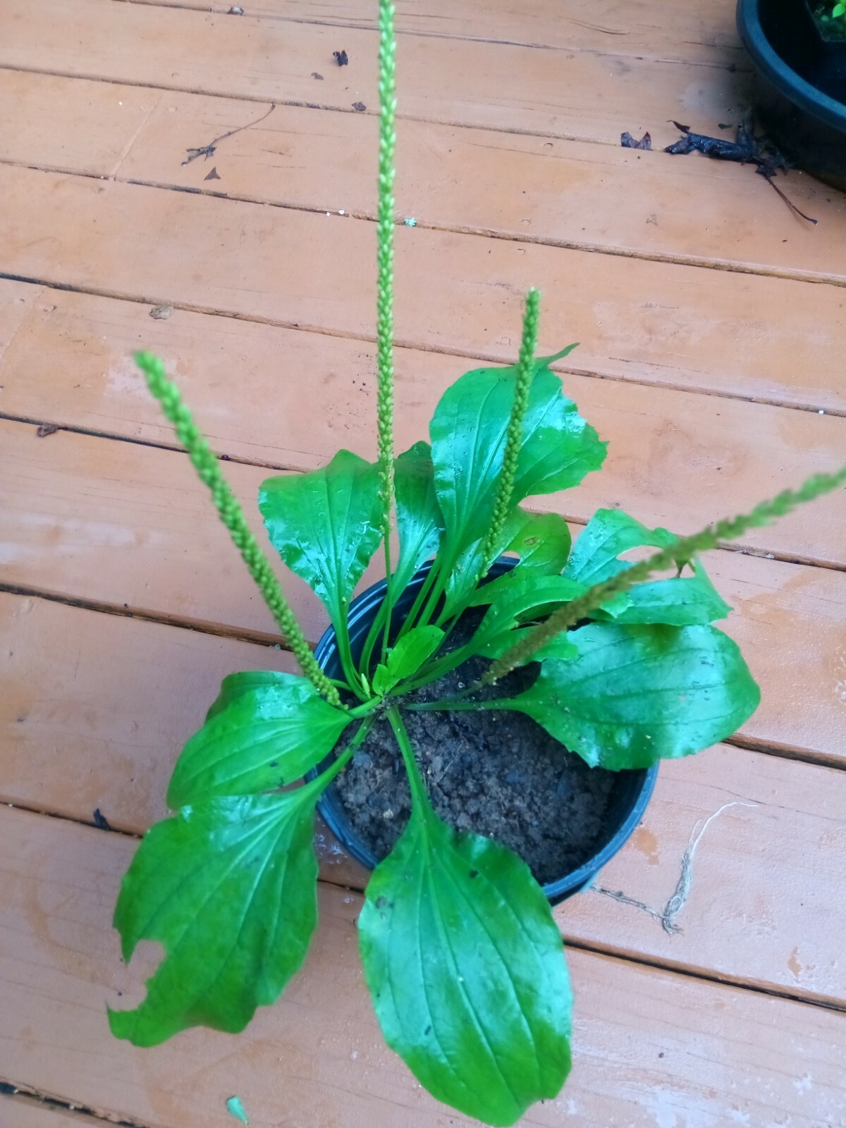 500+ Organic Plantago Major Broadleaf Plantain Seeds.Native Perennial Herb.