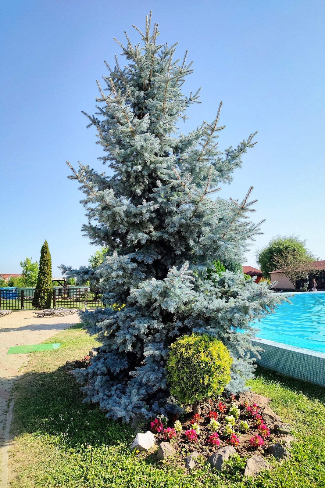 50 Colorado BLUE SPRUCE Tree Picea Pungens Glauca Christmas Tree Silver Seeds