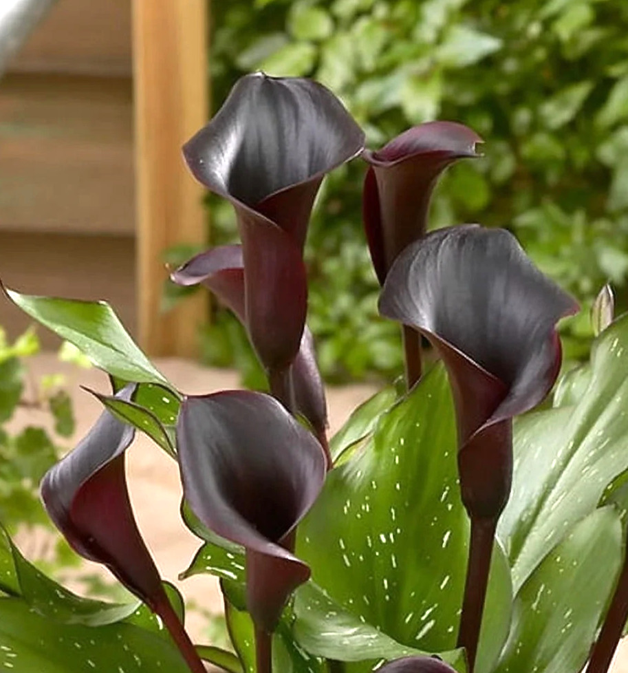 4 Calla Lily Flowers Bulbs Black Schwarzwalder Gothic Flower Gardens Plants