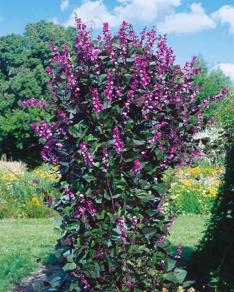 Ruby Moon hyacinth bean vine, Dolichos lablab 15 Seeds Free Shipping!
