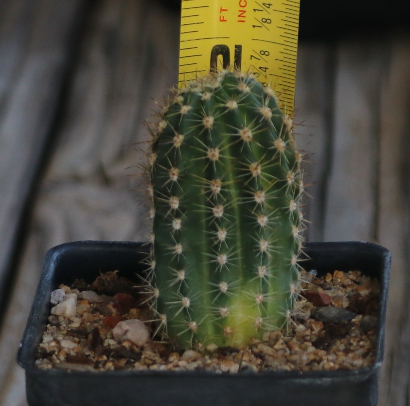 Echinopsis hybrid ‘Atomic’