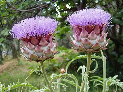 Artichoke Green Globe Seed- Green Globe,”COOL BEANS n SPROUTS” Brand. Home Gard