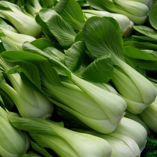 Canton PAK CHOI Bok Choy Chinese Cabbage Seeds non-GMO Heirloom seeds 1500ct