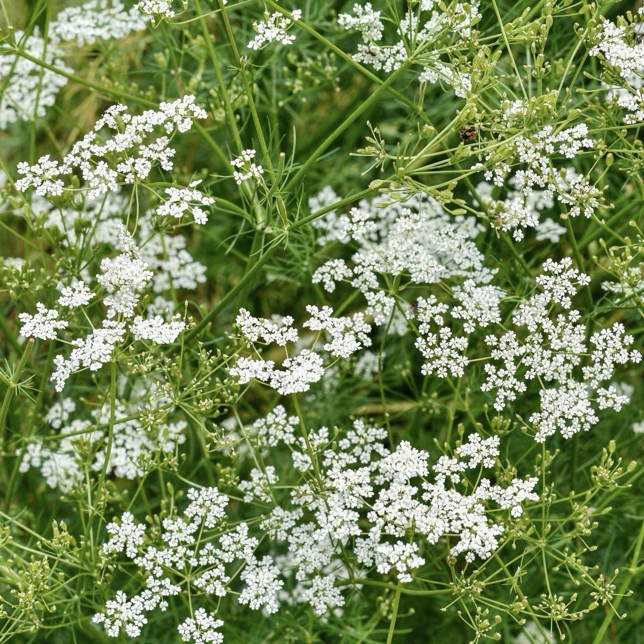 100+ Cumin Seeds For Planting (Cuminum cyminum) | non-GMO, Heirloom USA