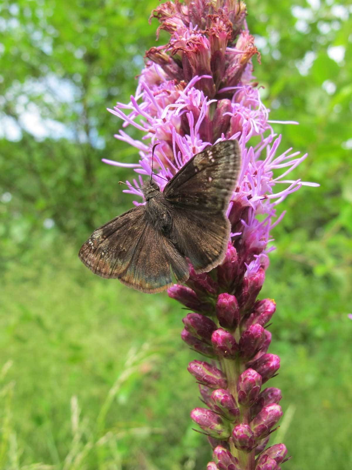 Liatris spicata | Gayfeather | Marsh Blazing Star | 100_Seeds