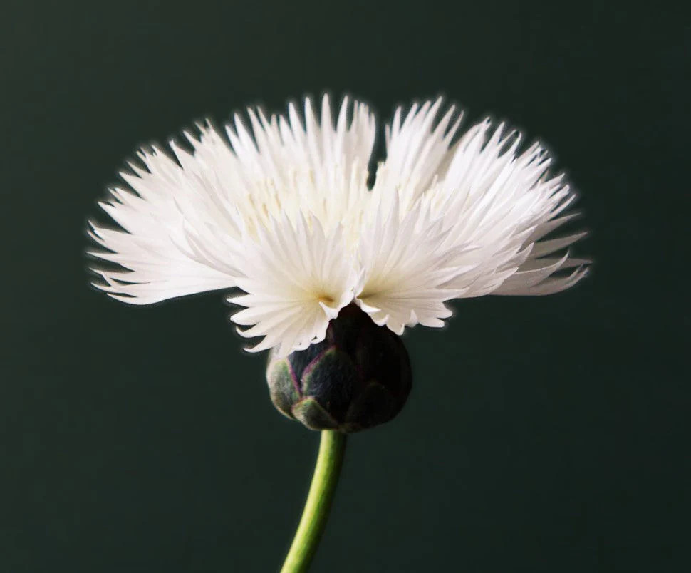The Bride White Sweet Sultan Seeds – For 2025 Planting Centaurea Amberboa Fluffy