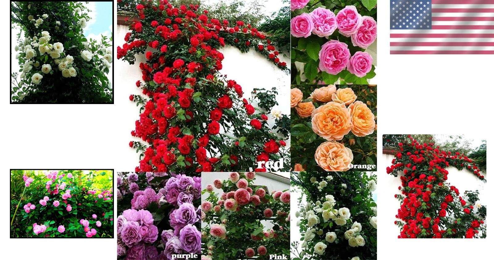 Mix Climbing Rose Seeds 100 Pcs Fragrant Butterfly Flower For Outdoor Gardens