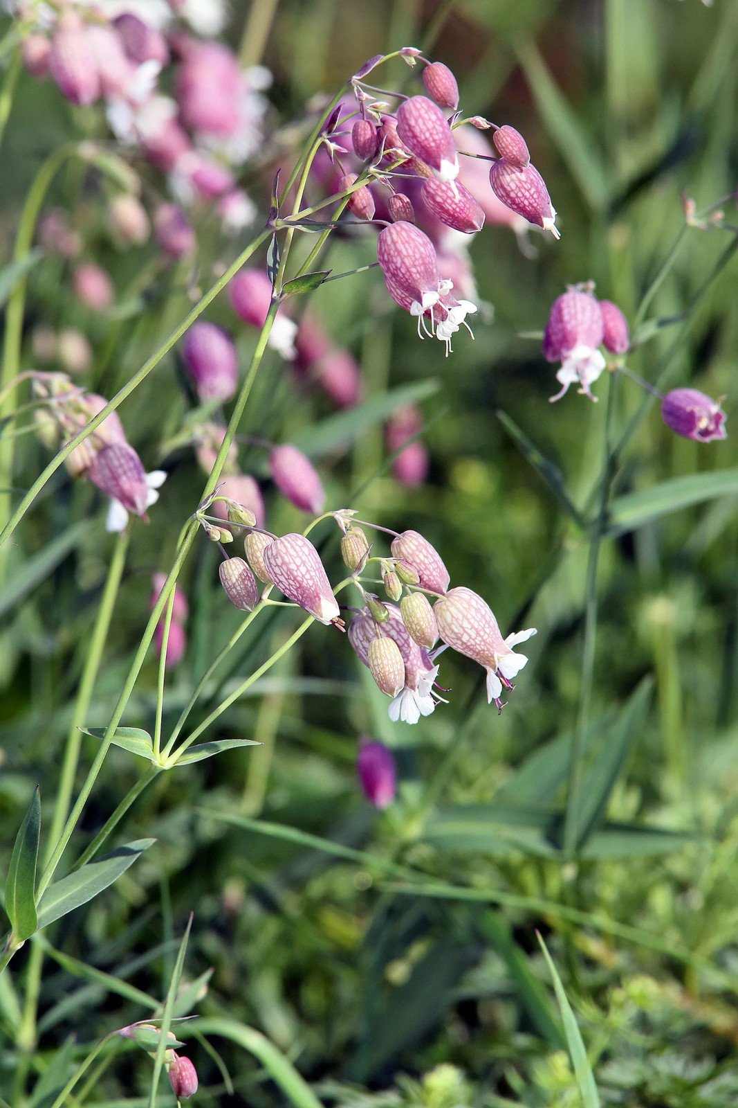 100 MAIDENSTEARS Silene Vulgaris Bladder Campion Pink & White Flower Seeds