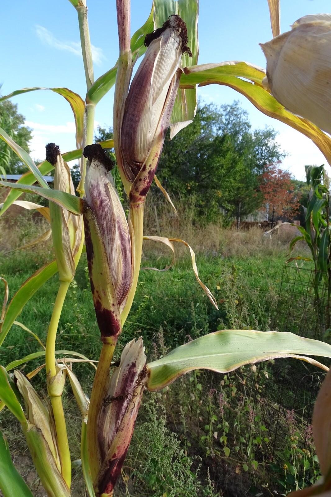 Red Husk Spectrum – Multi-colored popcorn with multiple ears on a stalk