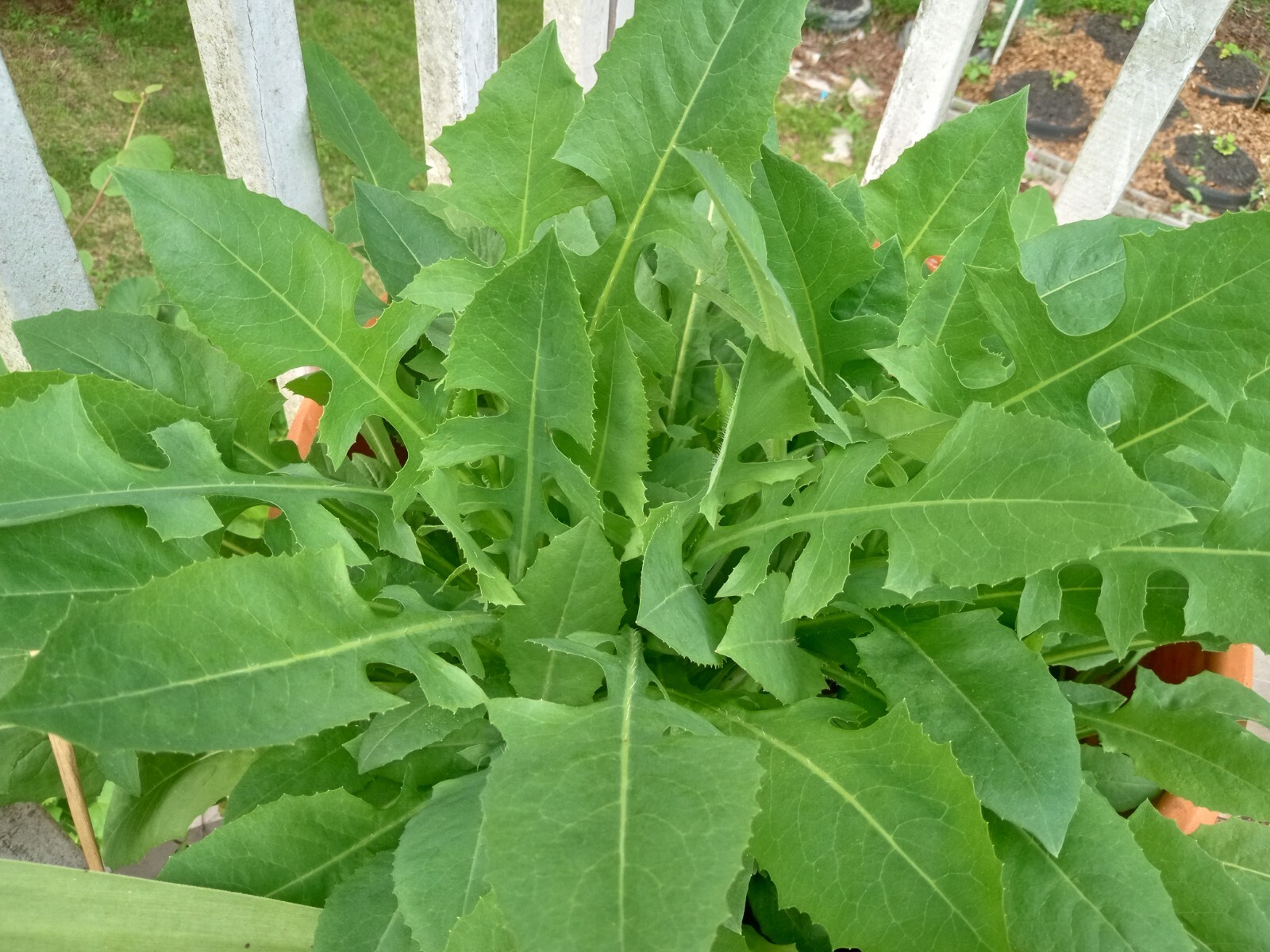 100 Wild/Opium Lettuce Seeds(LactucaVirosa)Medicinal Edible Plant.US grown seeds