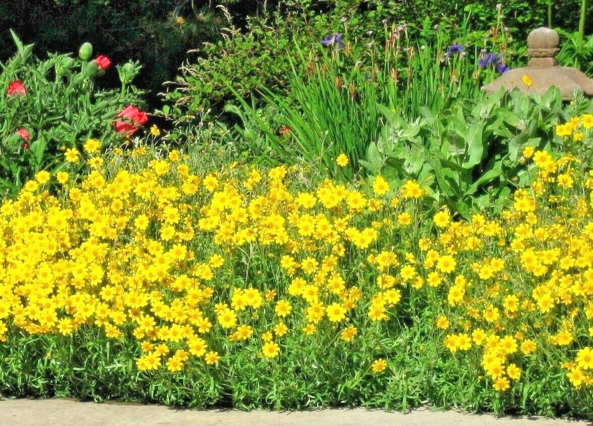 301+OREGON SUNSHINE Seeds Wooley Sunflower Native Wildflower Drought Poor Soils