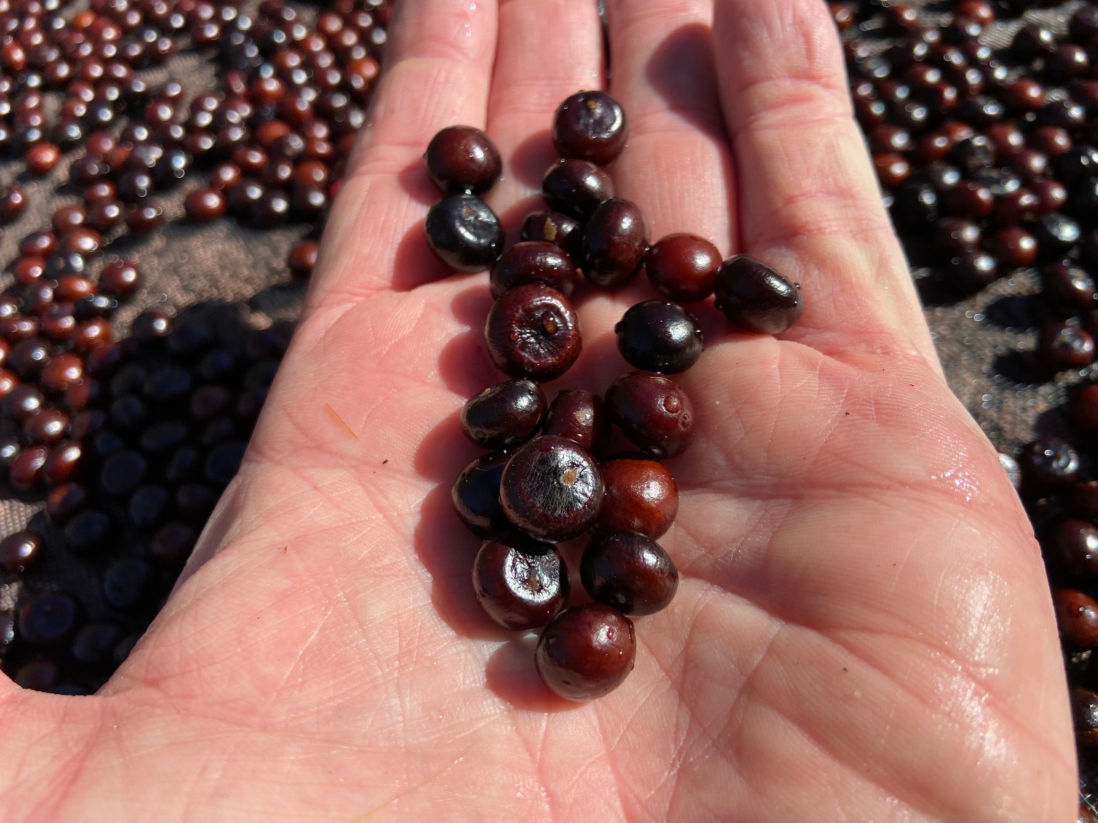 Sabal sp. ‘Riverside’ seeds. Cold Hardy!