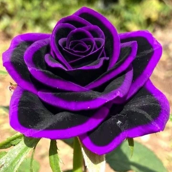 200+ Rose Hybrid Seeds for Planting Outdoor-Perennial Rare Rose Flowers Plant…