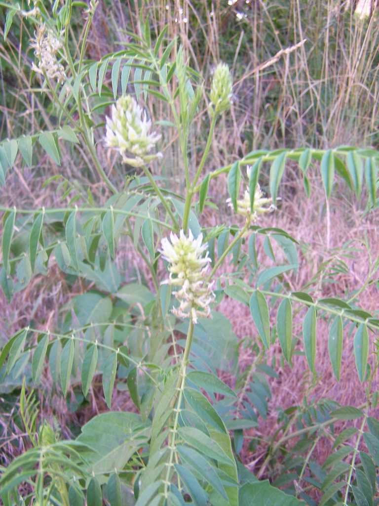 licorice, AMERICAN WILD LICORICE, 20 SEEDS! GroCo