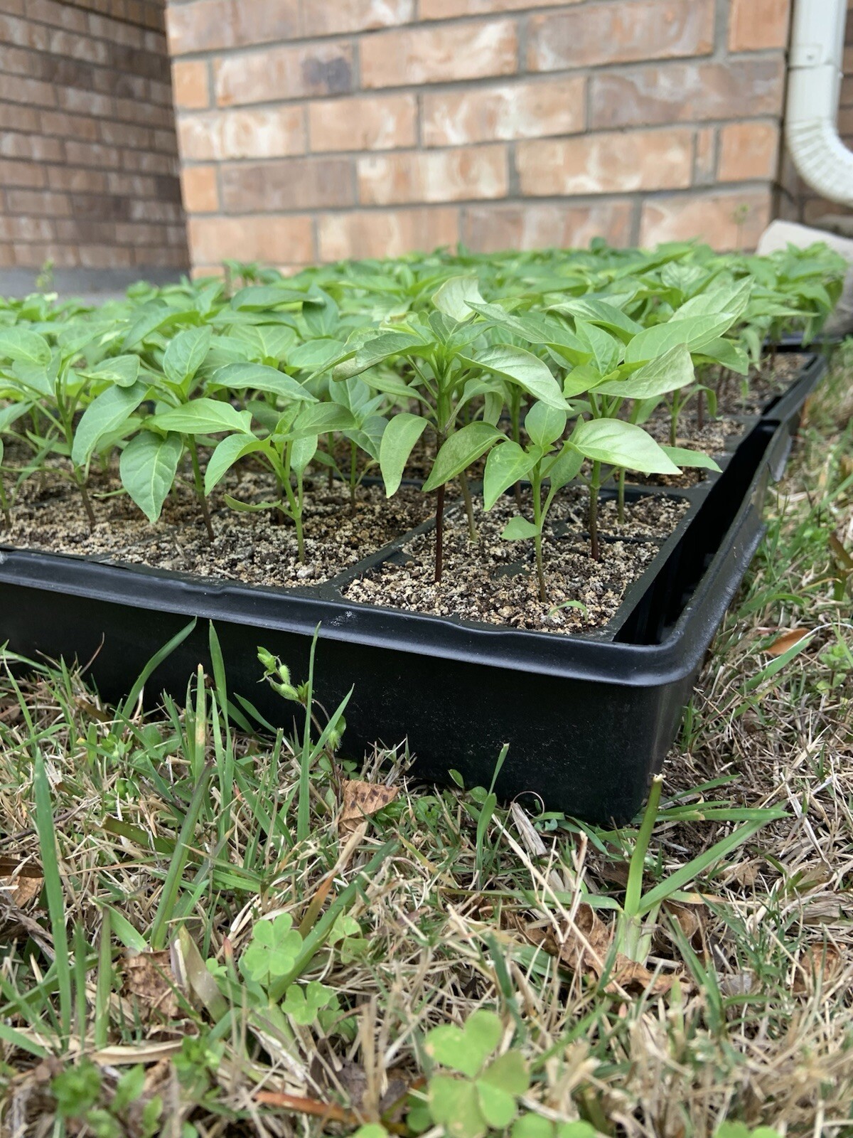 Hatch Sandia Chili Pepper Seeds, NuMex, Hot Green Chile, Ristra, FREE SHIPPING
